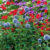 Kleine Zeitung_2015.04.05_ Die Stadt blüht wieder auf – © Bunte Beete 2 © Beatrice Bednar Kleine Zeitung_2015.04.05_ Die Stadt blüht wieder auf