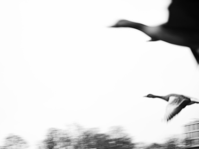 bird migration – © Arthur (Flickr) bird migration