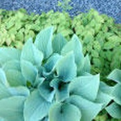 Bunte Beete – © Foto: Beatrice Bednar Bunte Beete