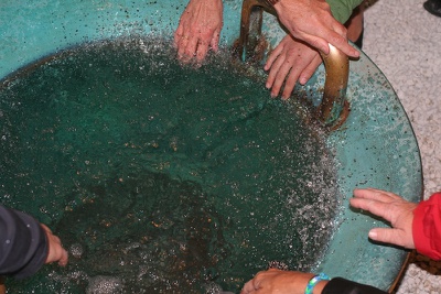 Das Haus des Staunens - Pankratium Gmünd