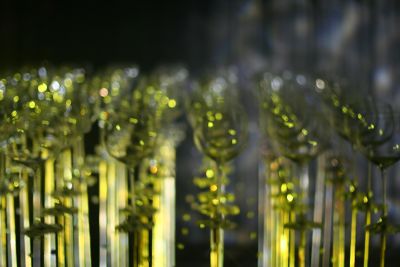 Das Haus des Staunens - Pankratium Gmünd