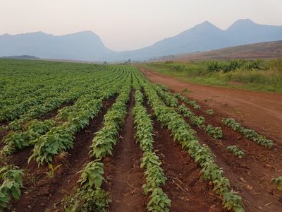 "The Landmatrix" versucht, Transparenz in den globalen Landhandel zu bringen.  Aufnahme eines Sojafelds im Nacala-Korridor, Mosambik, einem der wichtigsten Zielgebiete für internationale landwirtschaftliche Großinvestitionen in Afrika.