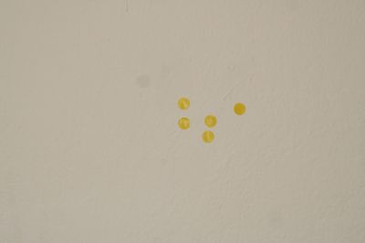 Das Haus des Staunens - Pankratium Gmünd